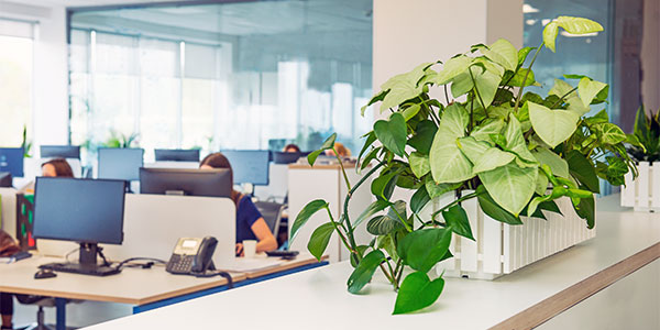 office greenery